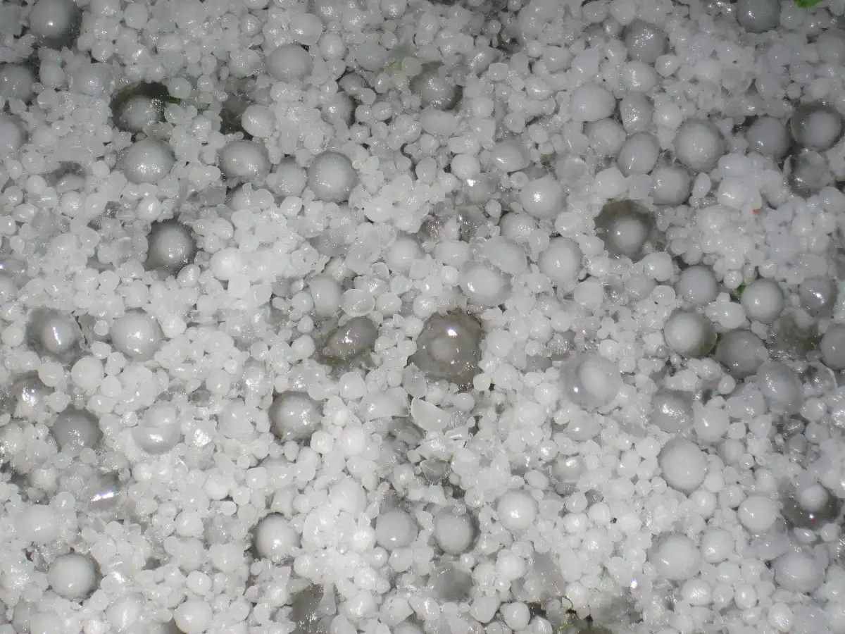 A ground covered in hailstones of two sizes, the larger ones about an inch across